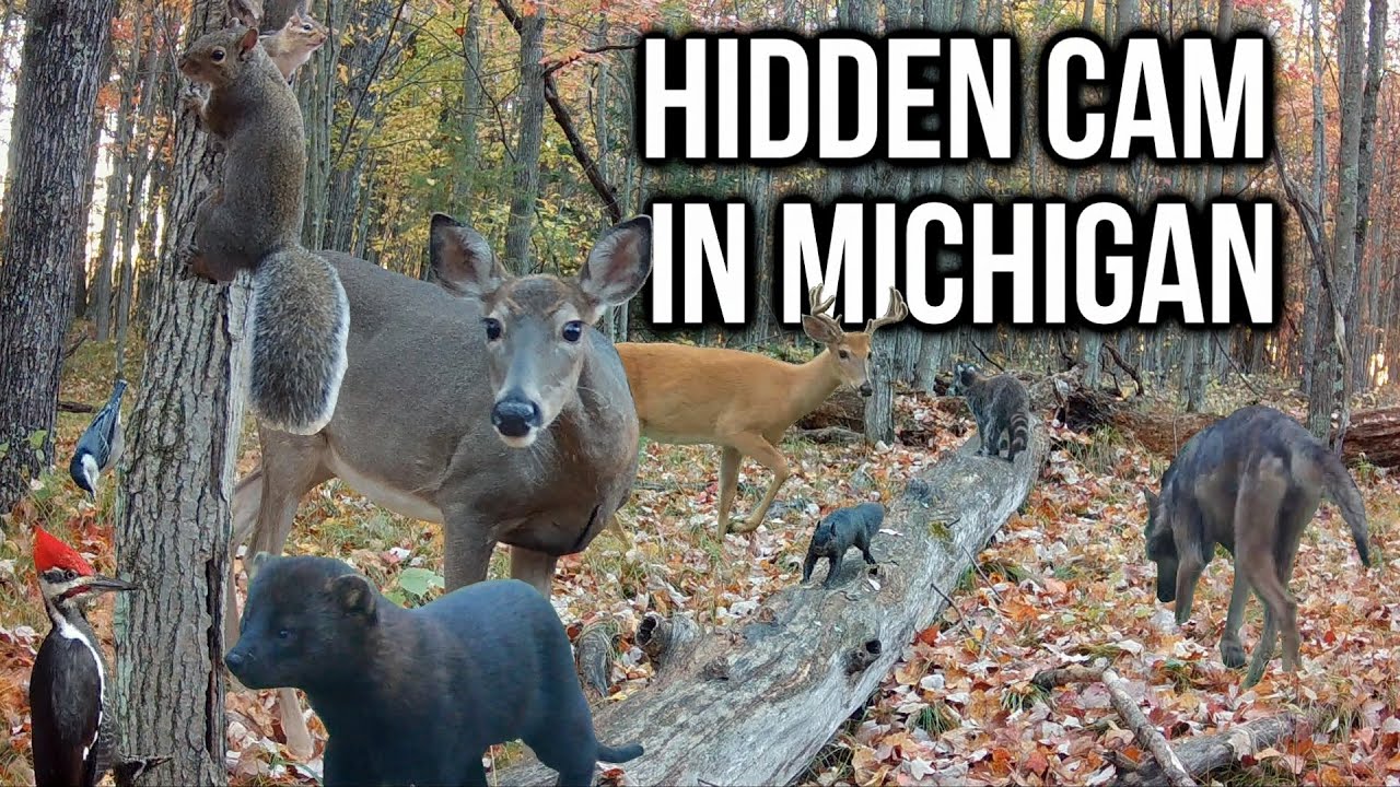 I Hid a Camera at a Secret Log in Michigan | Let's See What I Got! #wildlife