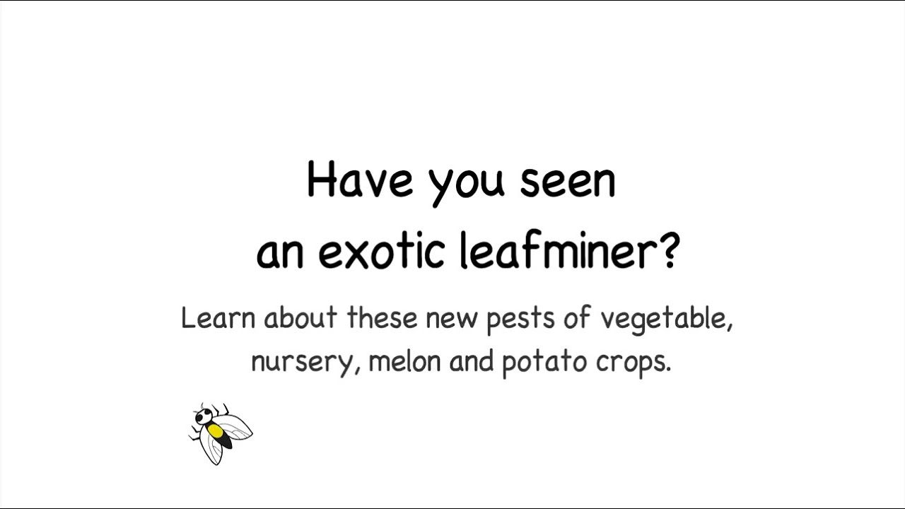 Have you seen an exotic leafminer?
