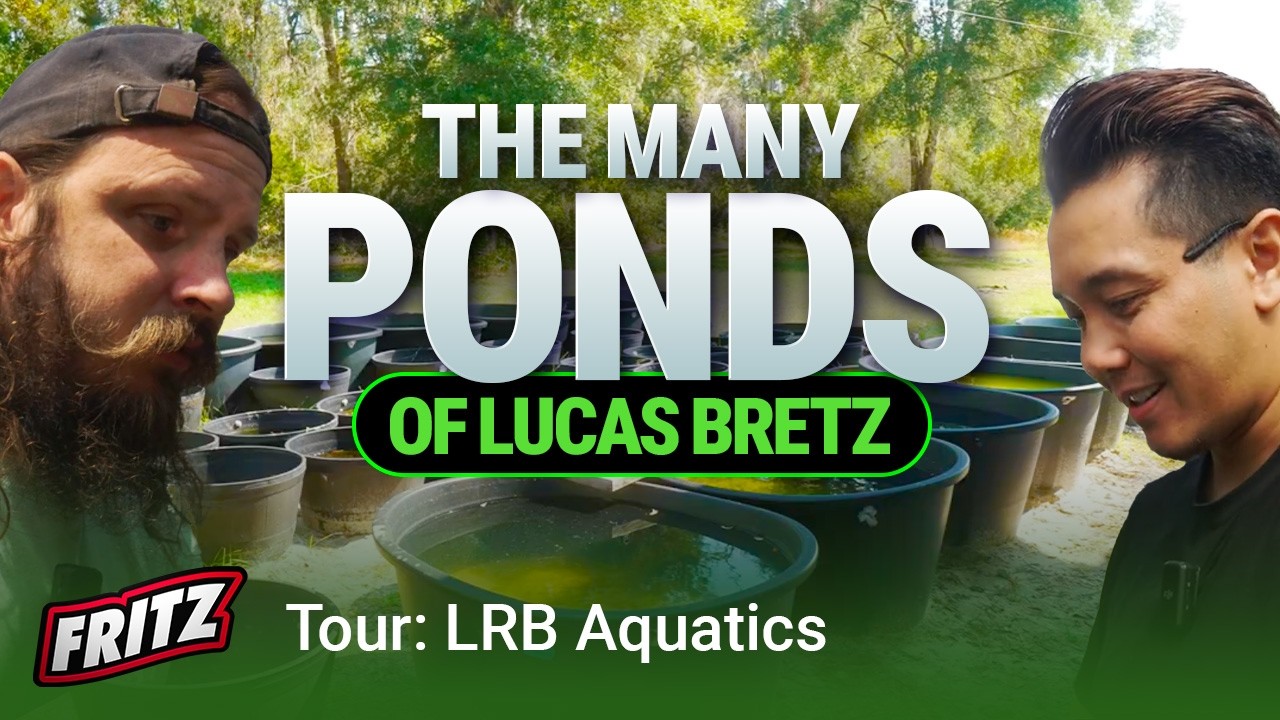 Rice Fish are Taking Over and WE LOVE IT! - LRB Aquatics Tour