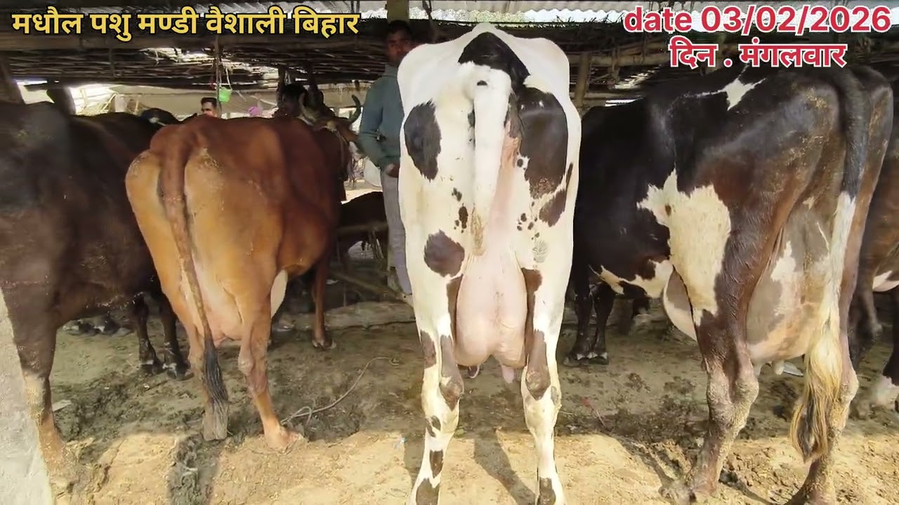 मधौल पशु मंडी में गाय कुछ सस्ता रहा #cow #cowlover #baffalo #farming #erragadda #farm #cbnews 