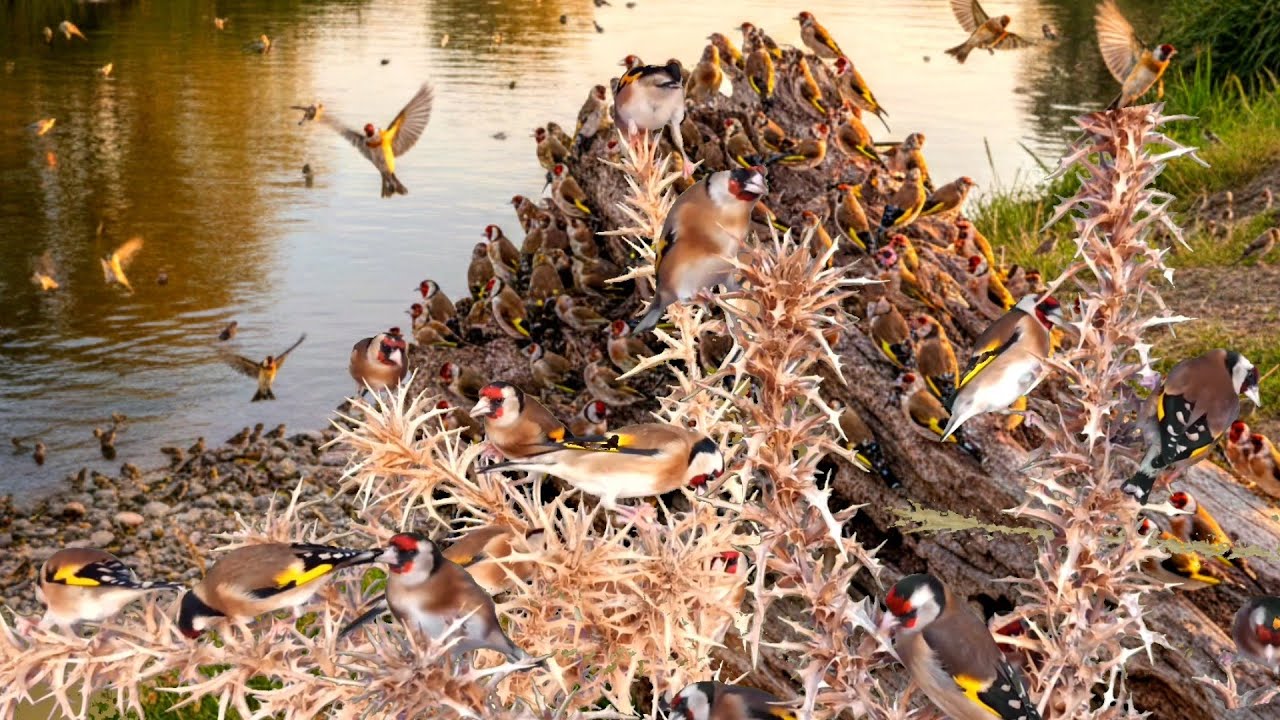 بتبتة حسون الشوك تحفيز الحسون على التغريد والهيجان علاج صمت الحسون goldfinch stimulation #birds 