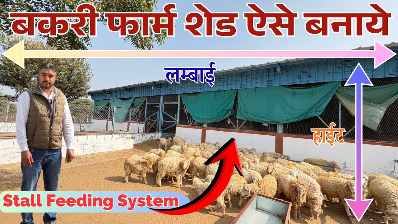 Goat House Design | भेड़ बकरी का सही घर | Low Cost Goat Farming #training #goat #class #house #live 