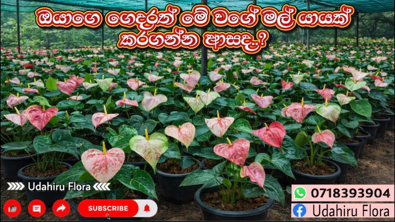 ඔයාලට ගෙදර ලස්සනට හදන්න | වගාව පටන් ගන්න අඩු ගානට කට් කරන්න පුලුවන් මල් එක්කම ගස් | Best for Home💸📦🪴