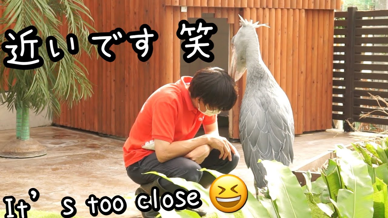 掛川花鳥園ハシビロコウのふたば Shoebill Futaba with English subtitles.近すぎからの連続飛行😆It `s  too close, and flying