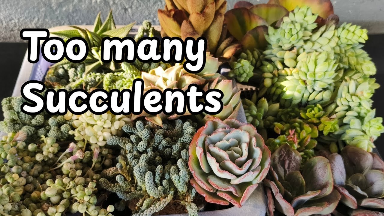 Just another unboxing video // Plant mail from Jhien Gen's CnS ❤