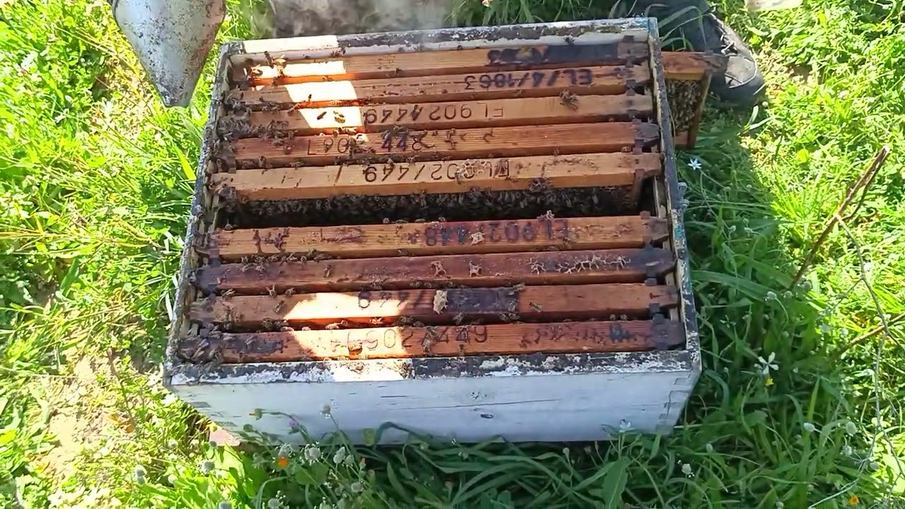 Πως είναι τα μελίσσια στην Αθήνα! Ξεκινάει η διάθεση βασιλικών κελιών!