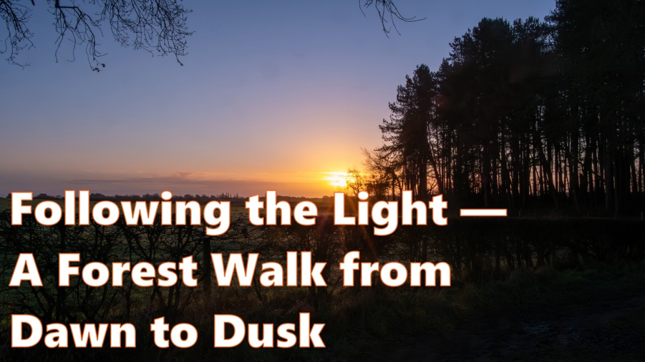 Following the Light — A Forest Walk from Dawn to Dusk