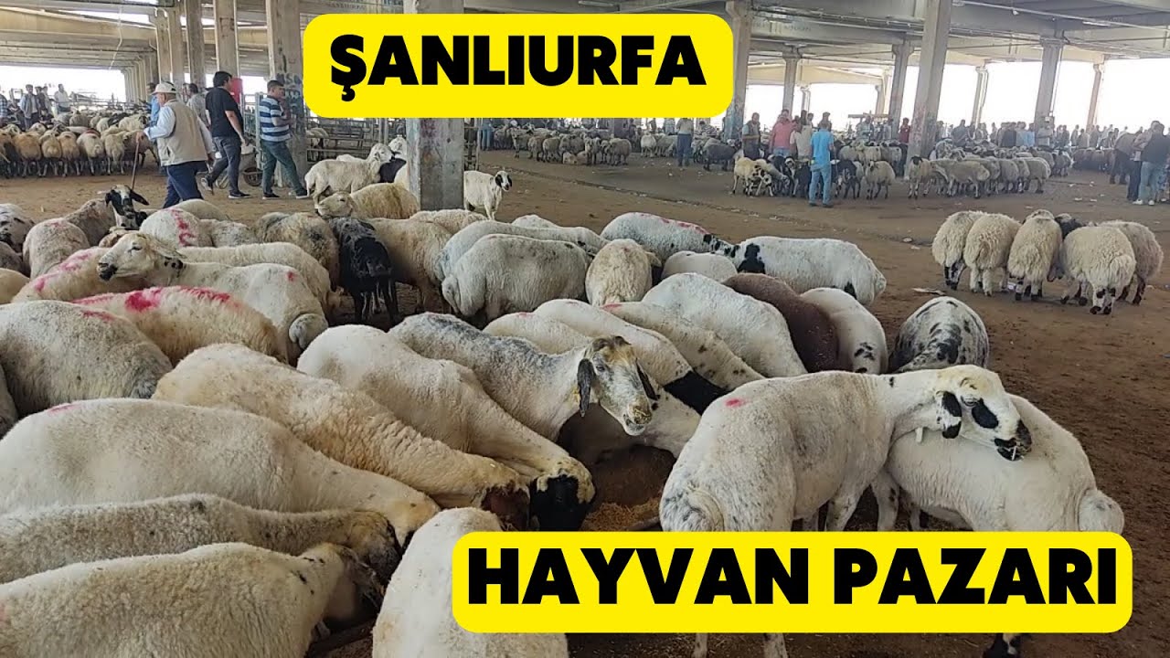 ŞANLIURFA HAYVAN PAZARI (Kurbanda Fiyatlar Heryerde Birbirine Yakın)