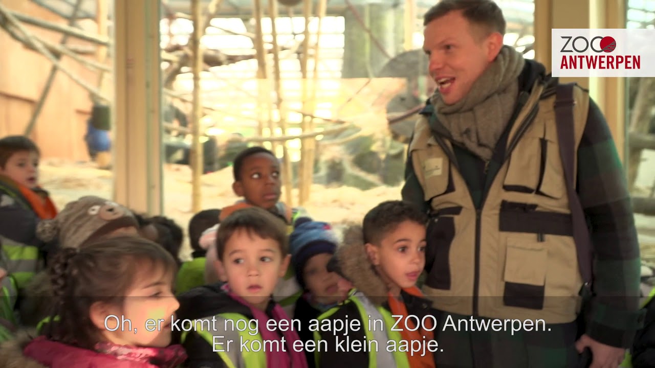Babygorilla Thandie is jarig en heeft GROOT NIEUWS!