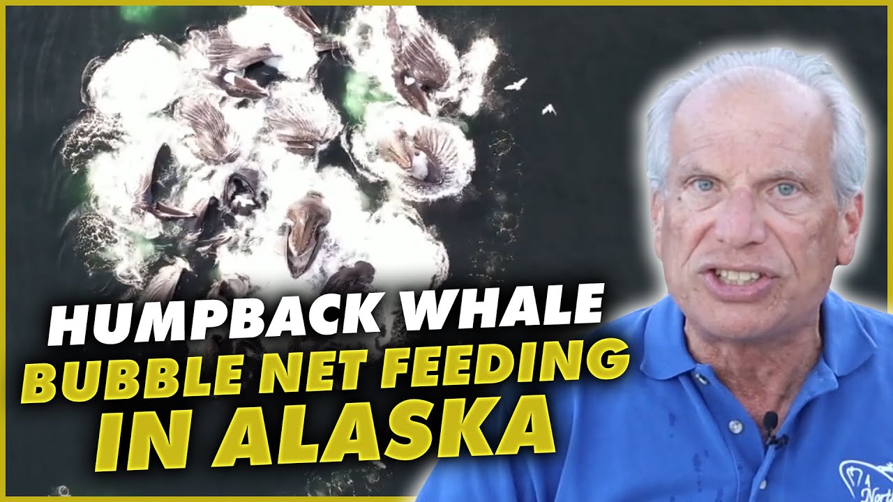 Humpback Whale Bubble Net Feeding in Alaska