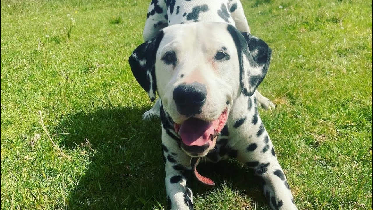 Dudley, my handsome boy 
