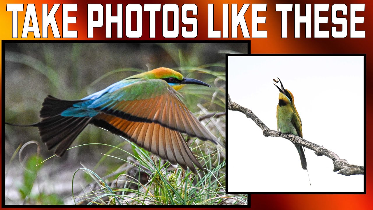 Photographing Stunning Rainbow Bee Eaters