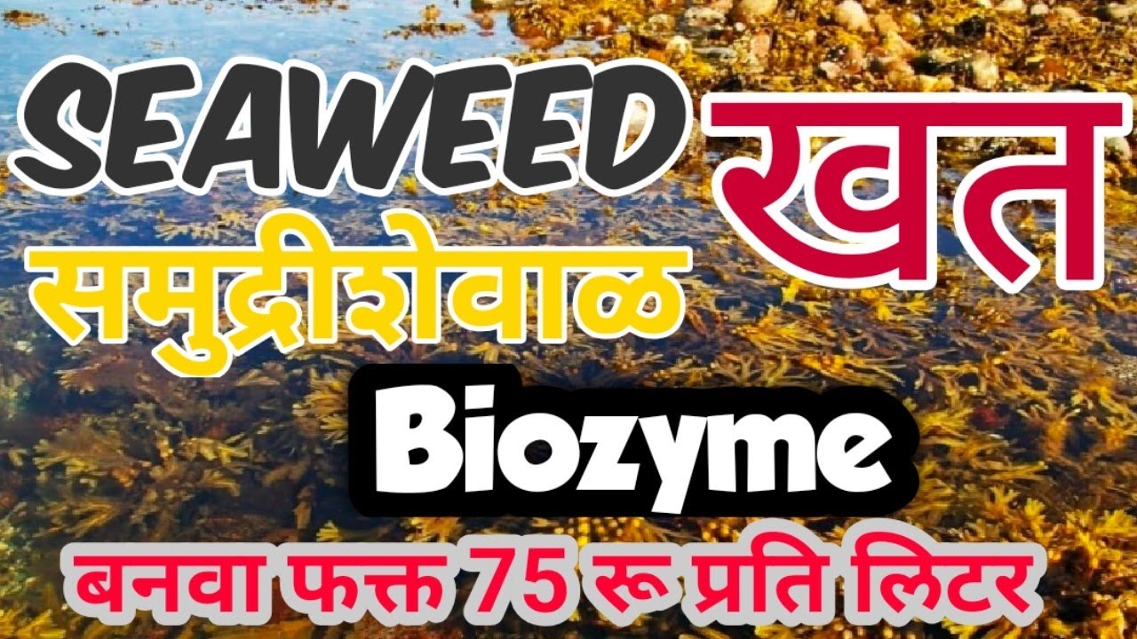 #biozyme Seaweed (समुद्रीशेवाळ ) खत अंकुश पाटील तंत्रज्ञानाने तयार होते फक्त 75 रू प्रति लिटर मध्ये 