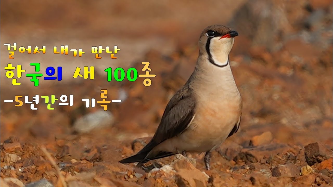 걸어서 내가 만난 한국의 새 100종-5년의 기록- 나의 탐조 아카이브