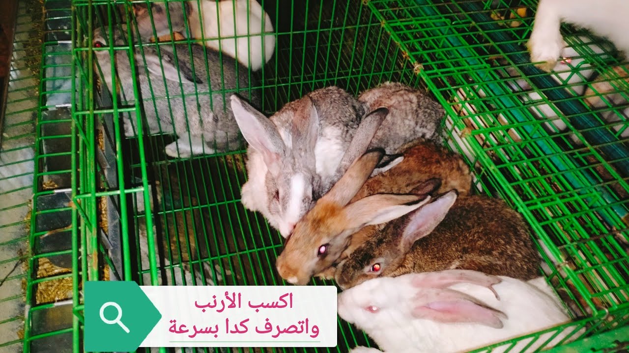 متى يتم فصل الذكور عن الإناث والسبب وراء تضارب الأرانب مع بعض اتعلم تكون ناجح 100%