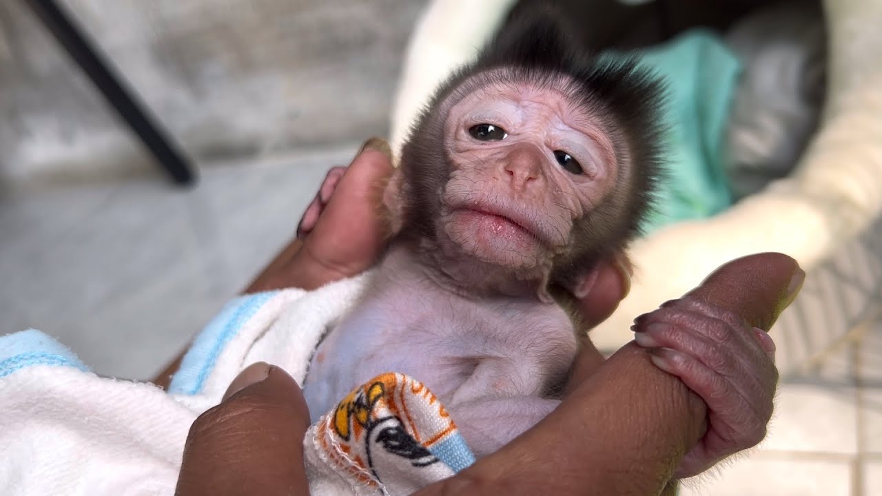 Oh my God, baby monkey Wili is sick too