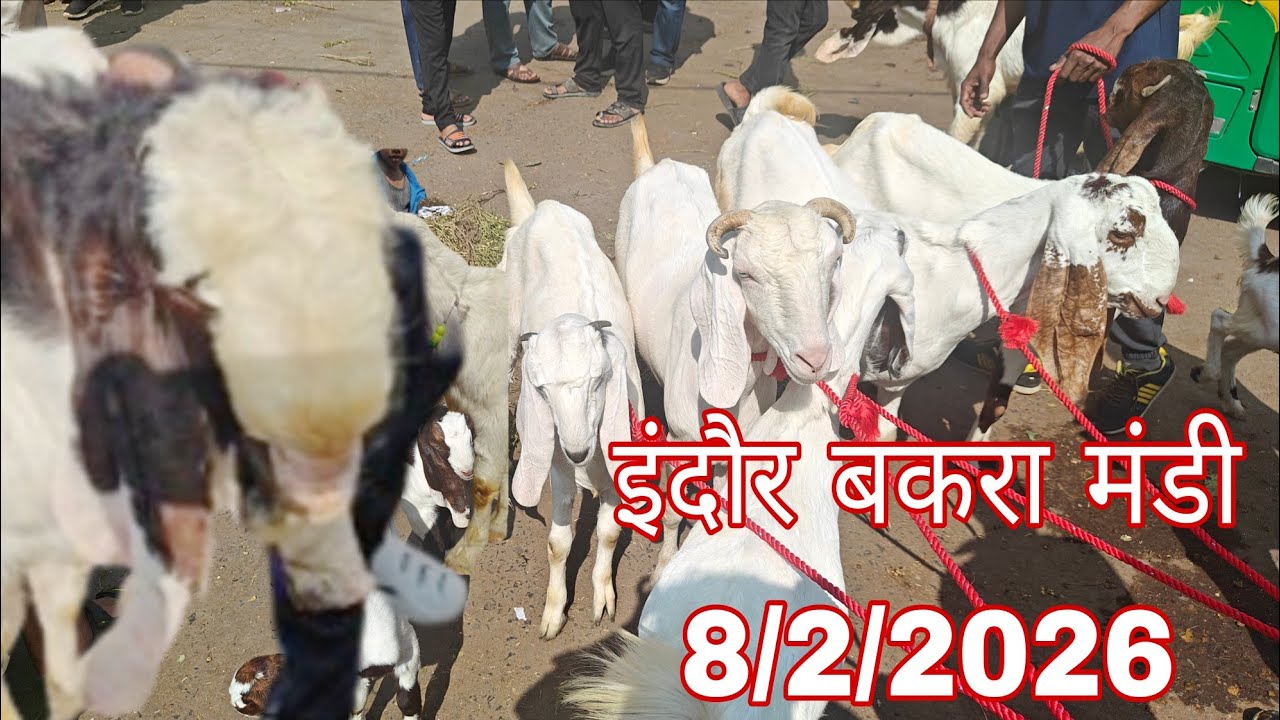 इंदौर बजरिया बकरा मंडी 8 फरवरी 2026