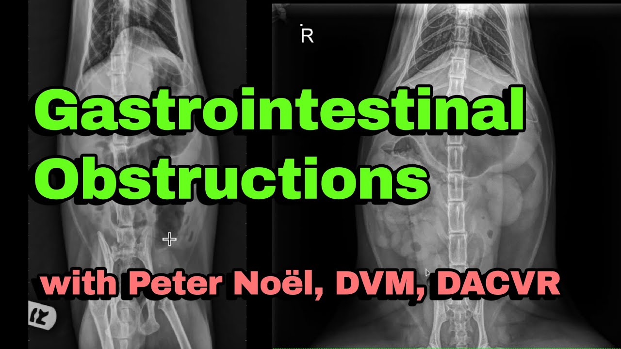 How I Diagnose GI Obstructions in Dogs and Cats | Veterinary Diagnostic Imaging