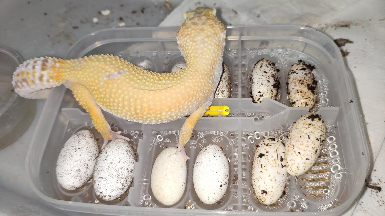 Quantos ovo meu gecko bota e a cada quanto tempo