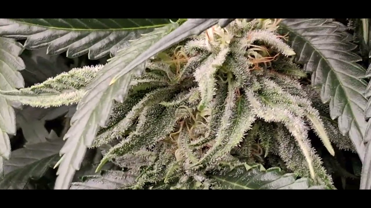 Cannabis Grow Update 