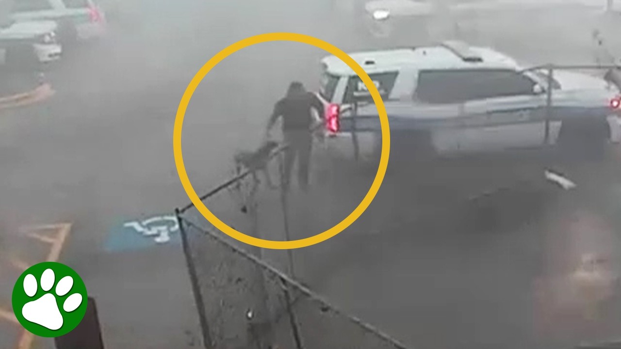 Moments before a tornado strikes, brave police officer races to save his best friend