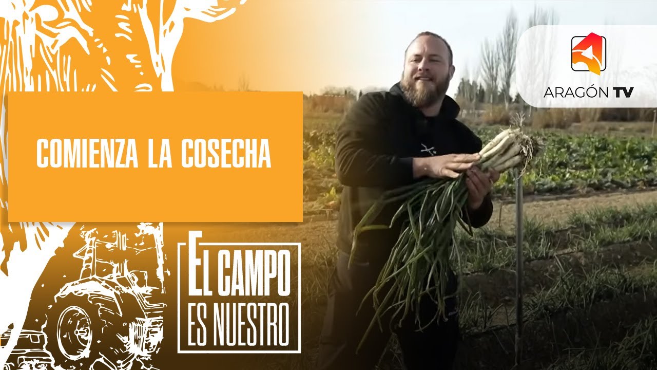Comienza la cosecha de calçots