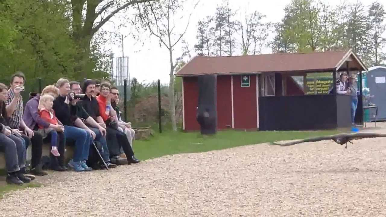 Falknerei Pierre Schmidt am 01.05.2013
