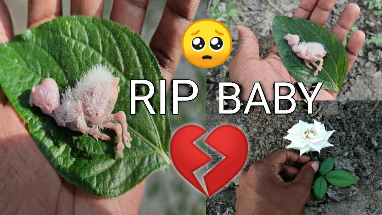 RIP cockatiel 💔|V2BIRDS|#cockatiel #cockatielbird #birds