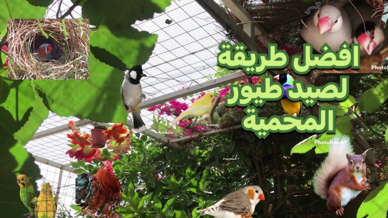 طريقة اصطياد طيور المحمية 🧑‍🌾صورناكم جولة وبعض المشاهد الجميلة🌱