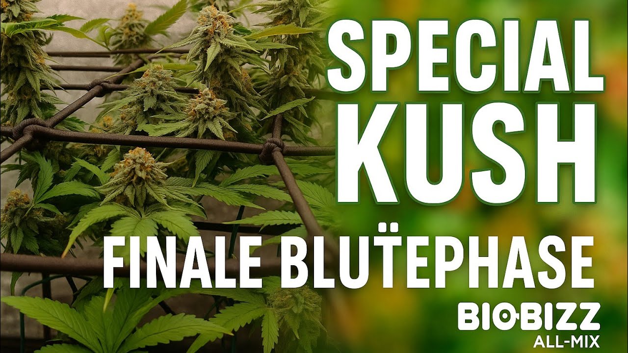 Special Kush: Finale Bl&uuml;tephase & Living Soil Testlauf?