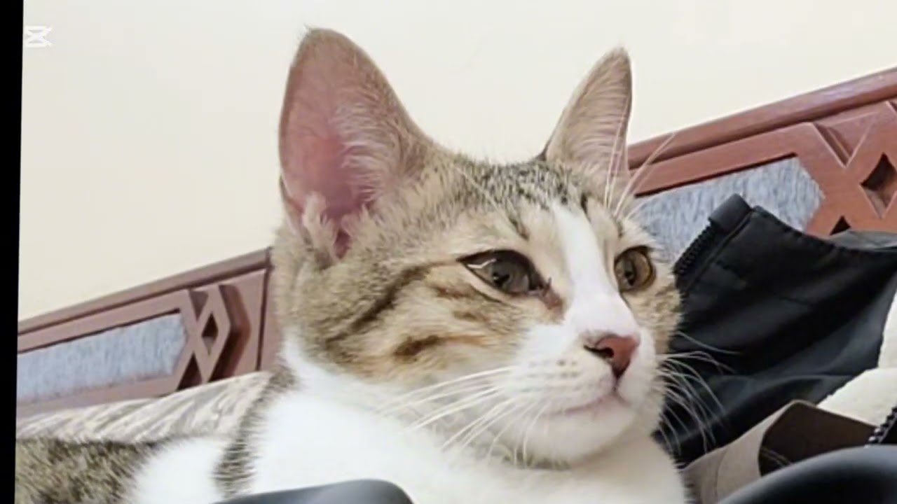 Palambing si memeng Bossi  #petlover #viralvideo #adorablecat 