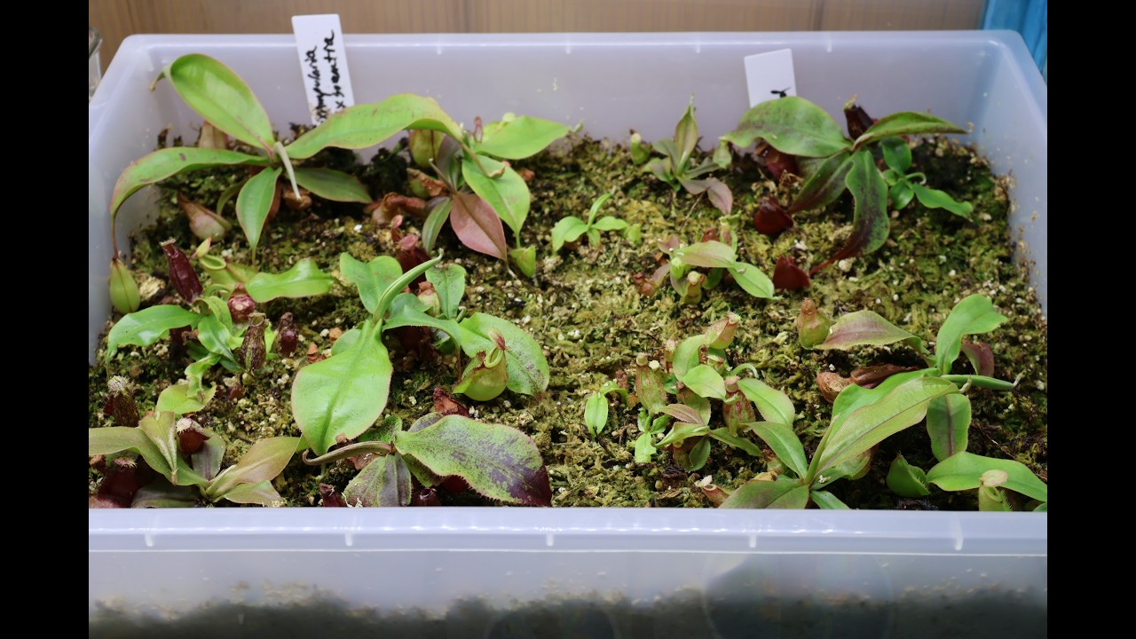 Seed-grown Nepenthes Black Miracle and More Crosses are getting LARGE! I succeeded!