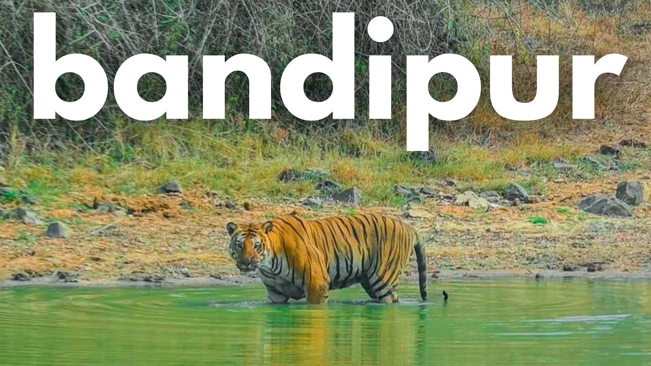 Bandipur Tiger Reserve Safari | Bandipur Safari Lodge by JLR