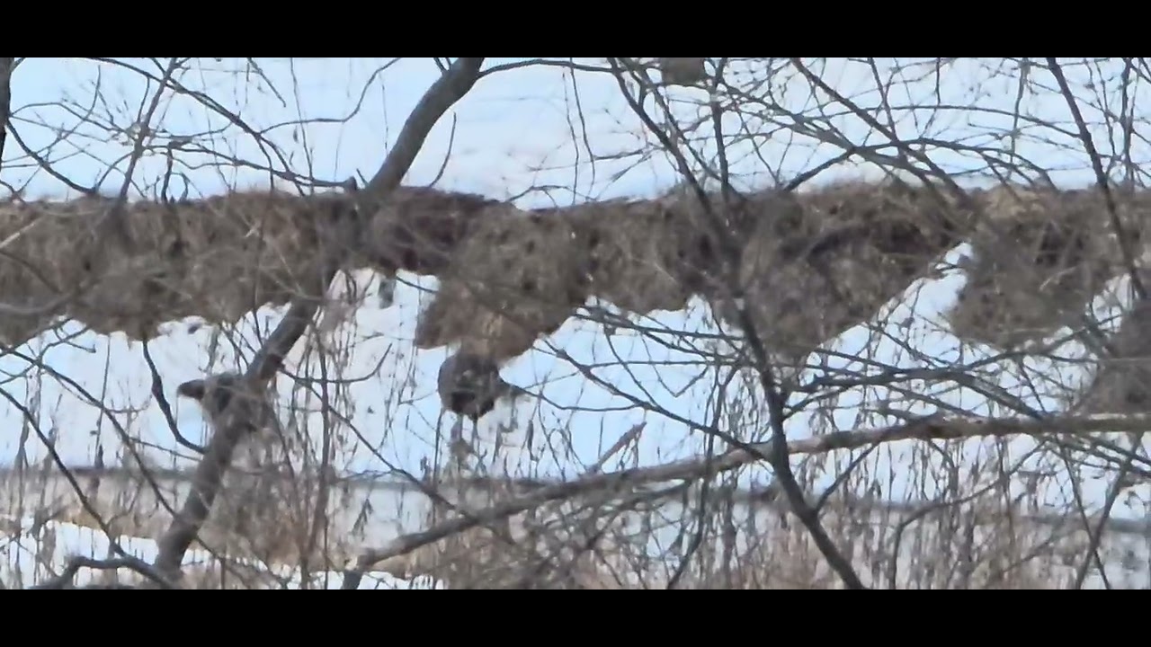 Vultures watching over the W&OD Trail as the snow melts(W&OD ట్రైల్ దగ్గర రాబందులు కనిపించాయి)