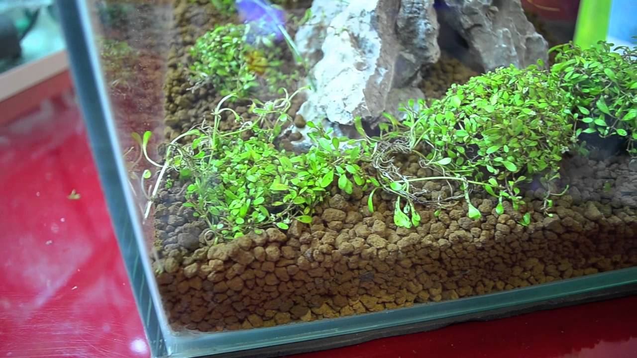 How to plant Glossostigma elatinoides Kokedama-Wabikusa - by Massimo Iannella