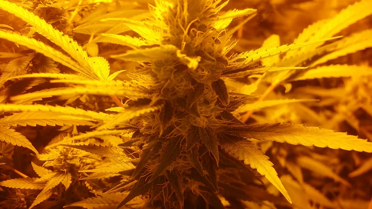 Super skunk flower update week 5.5/3