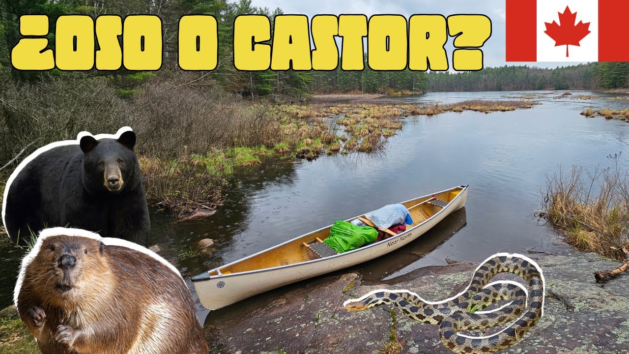 Viaje en CANOA y FAUNA canadiense