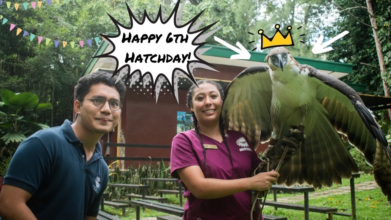 Greeting Philippine Eagle Sinag a HAPPY HATCHDAY (+ more)