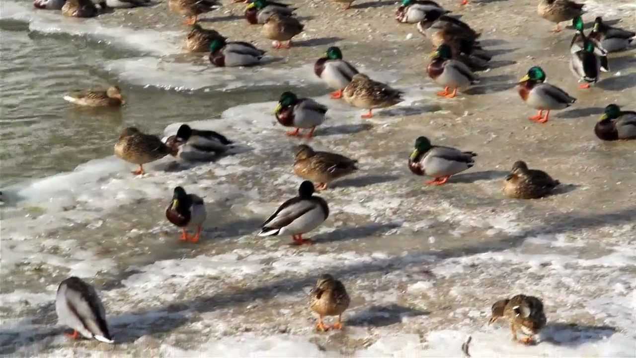 Mallard, Anas platyrhynchos, Sinisorsa, Keravanjoki, Tikkurila, Vantaa
