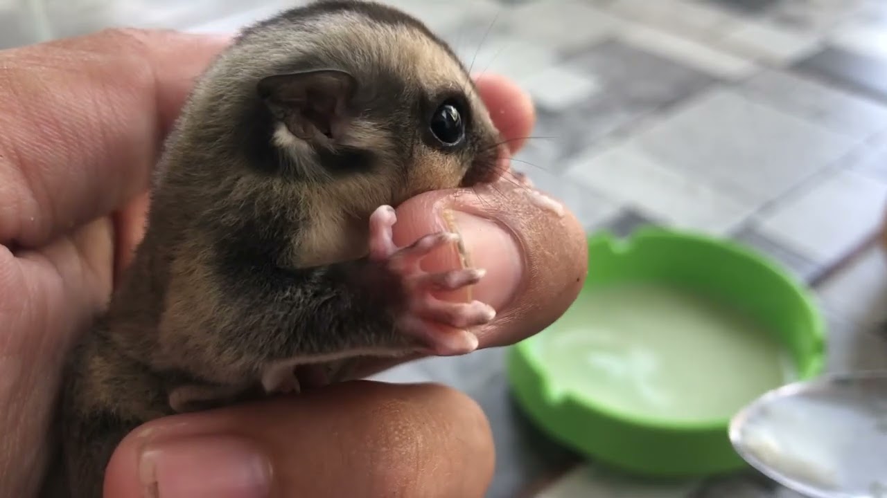 kupas tuntas cara melatih anak sugar glider makan bubur bayi