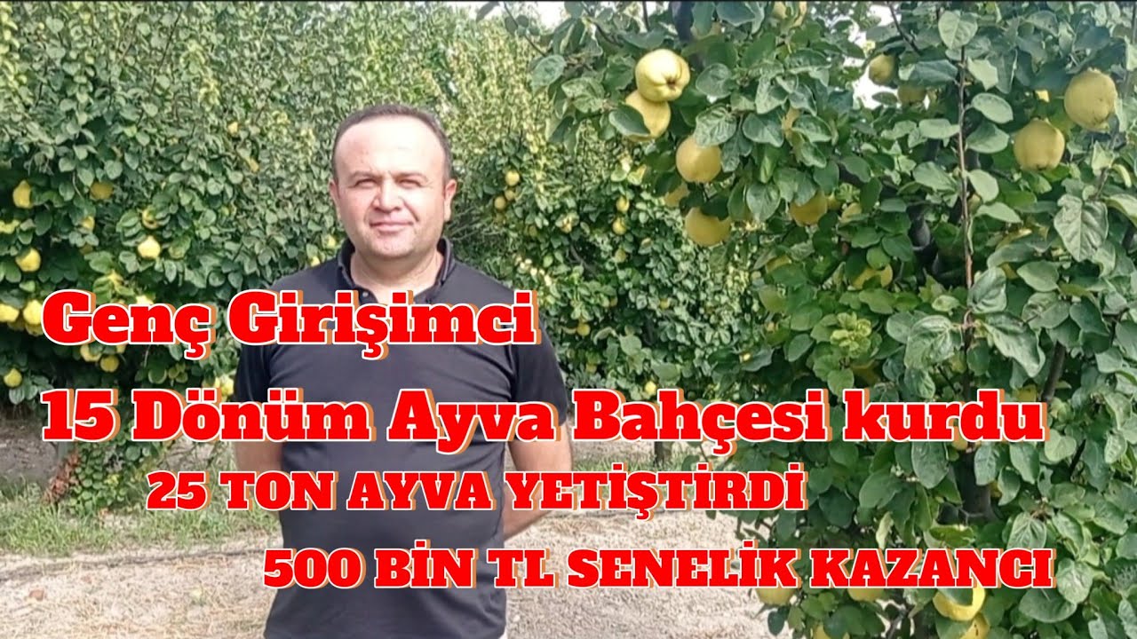 Ege 22 cinsi Ayva yetiştiriciliği yapmaya karar verdi.1500 Ayva Ağacı dikti #ayva #keşfet #meyve