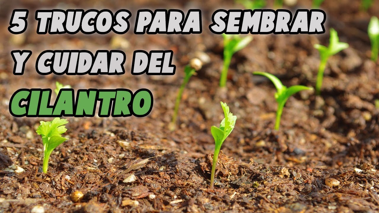 5 TRUCOS PARA SEMBRAR Y CUIDAR DEL CILANTRO