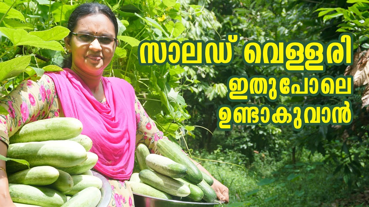 വെള്ളരി നിറയെ വിളയാൻ  #Cucumber #StayHome #Plant #WithMe