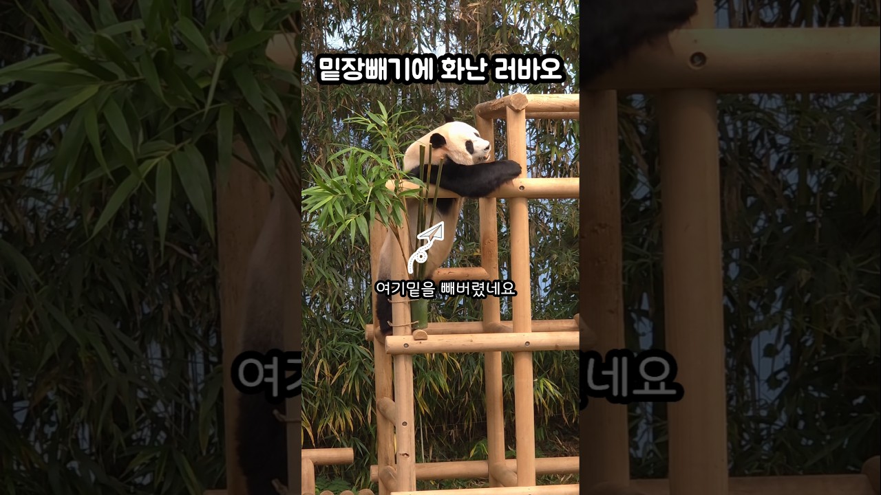 밑장빼기에 성질난 러바오🤣😝 #giantpanda #lebao