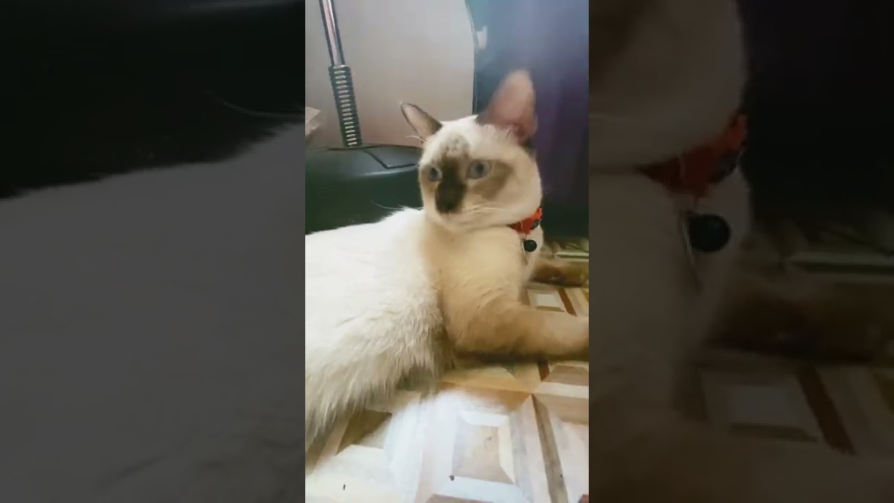 e4 the Siamese Cat: I'm bored