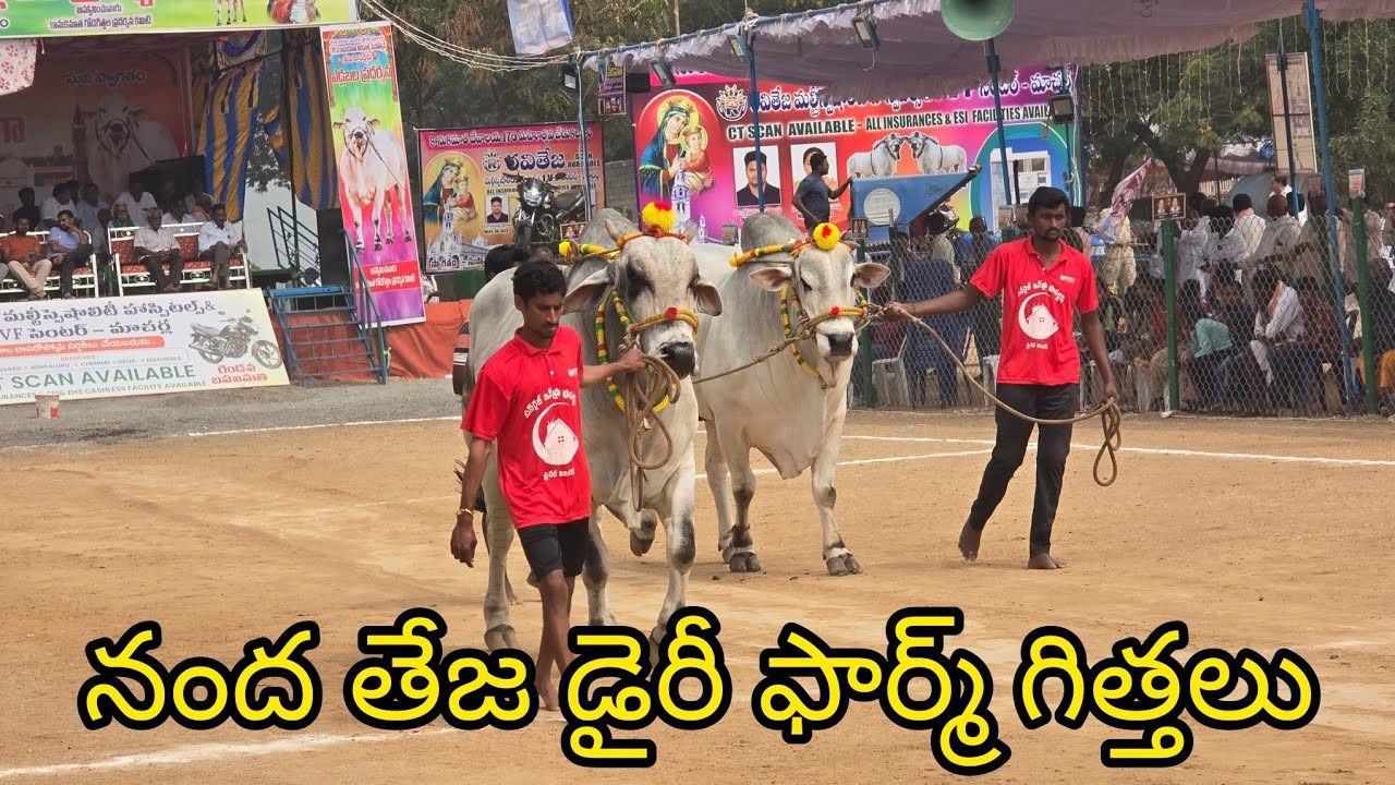 రెంటచింతల జూనియర్స్ 3జత. నంద తేజ డైరీ ఫామ్.డాక్టర్ విప్పర్ల చిన్న వెంకటేశ్వర్లు గారు.