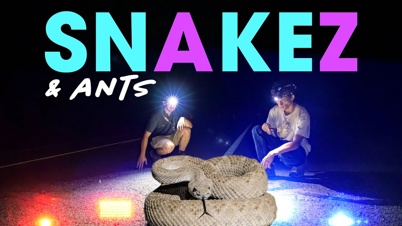 Arizona's Night-time Wildlife | The Ant Explorer After Dark