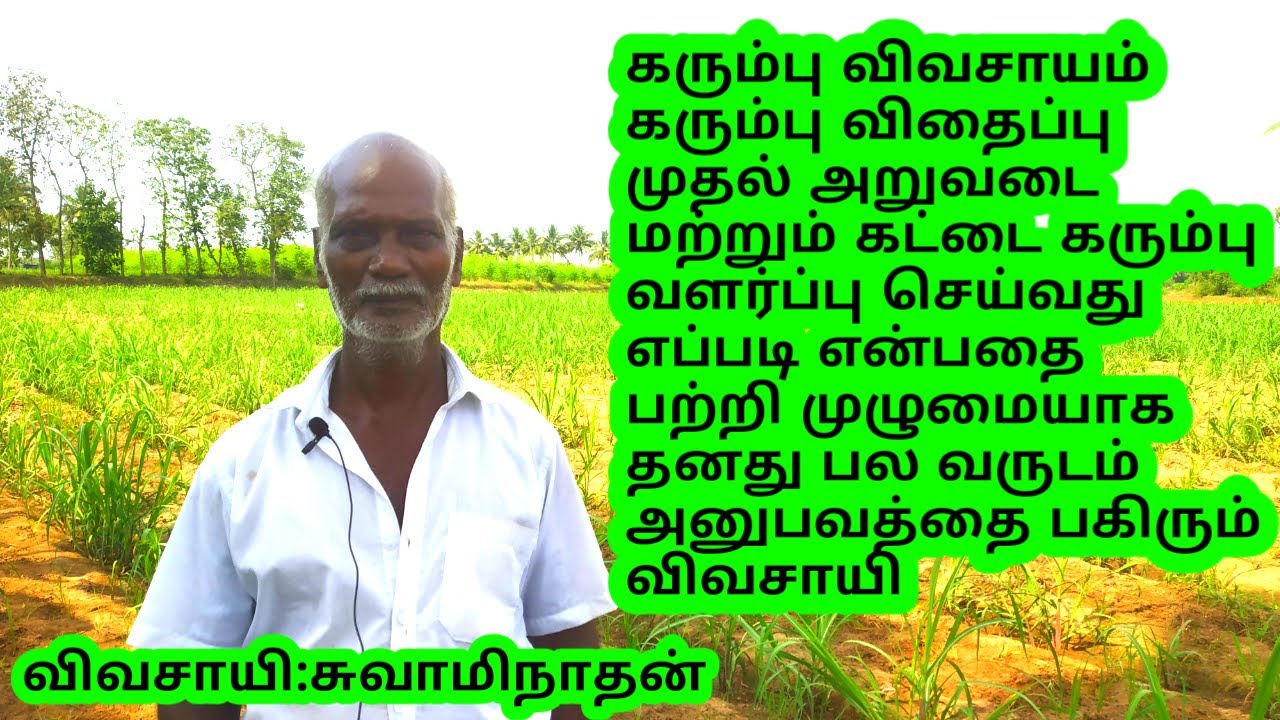 கரும்பு விதைப்பு முதல் அறுவடைவரை முழுமையான பதிவு/kattai karumbu valarpu/sugarcane cultivation Tamil