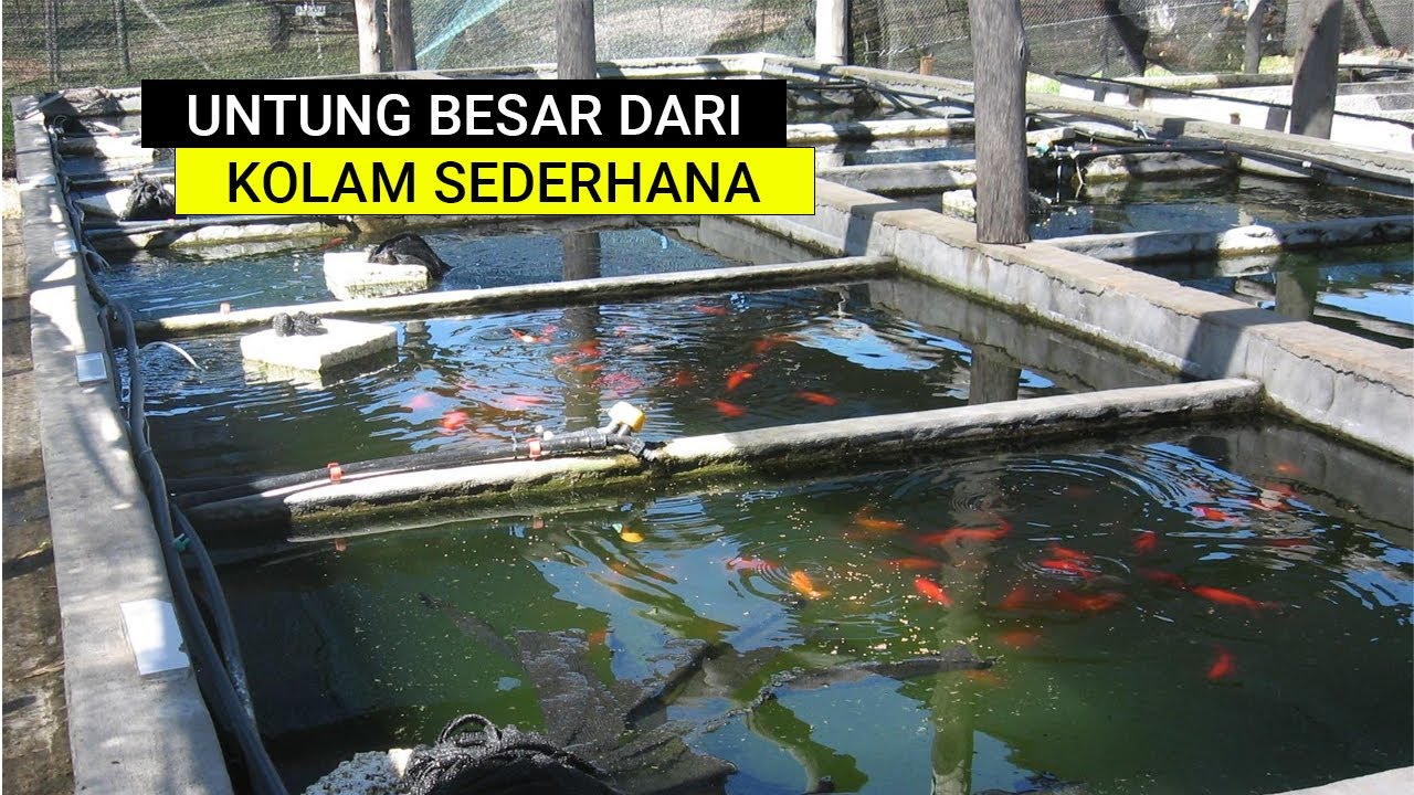 CARA MEMULAI BISNIS BUDIDAYA IKAN NILA, UNTUNG BESAR DARI KOLAM SEDERHANA