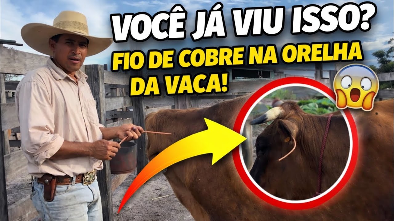 Você já viu colocar fio de cobre na orelha da vaca? 🐄😳